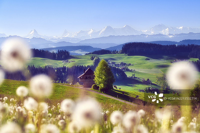 俯瞰伯尔尼州的埃门塔尔，前景是蒲公英草甸（Leontodon），背景是被雪覆盖的伯尔尼阿尔卑斯山，瑞士，欧洲图片素材