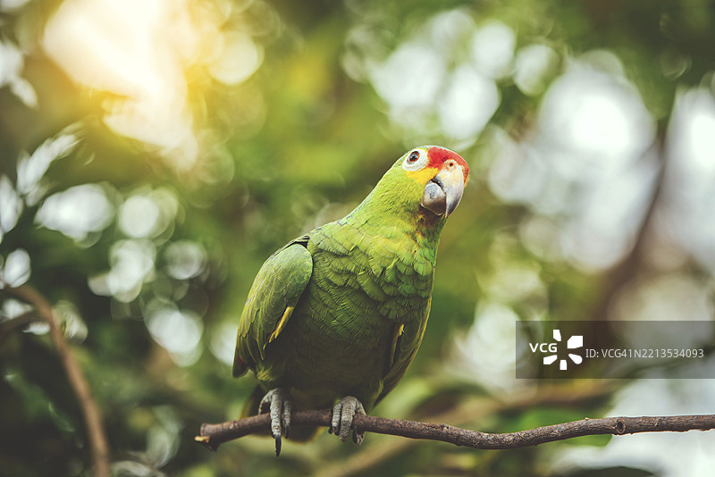 一只色彩斑斓的黄颈鹦鹉栖息在树枝上。美丽的黄颈绿鹦鹉在其栖息地中。图片素材