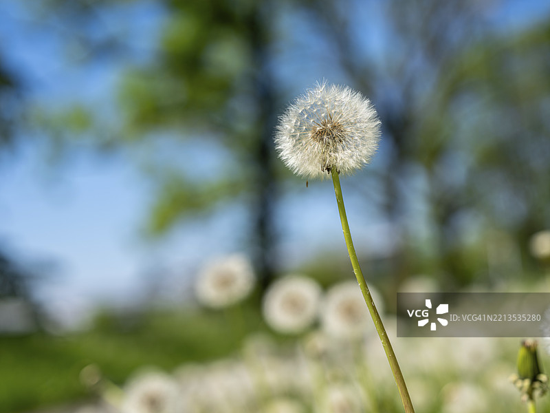 蒲公英（Taraxacum），在草地上的蒲公英，德国黑森州奥芬巴赫图片素材