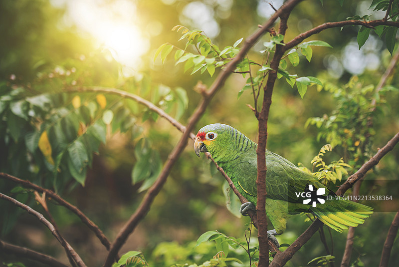 一只色彩斑斓的黄颈鹦鹉栖息在树枝上。美丽的黄颈绿鹦鹉在其栖息地中。图片素材