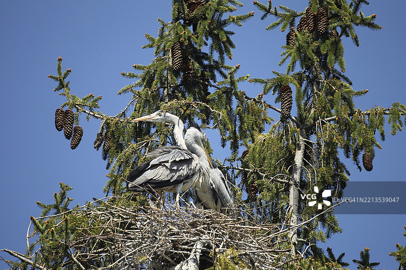 灰鹭（Ardea cinerea）成年鸟在德国巴伐利亚阿尔高的云杉（Picea）树冠中筑巢繁殖图片素材