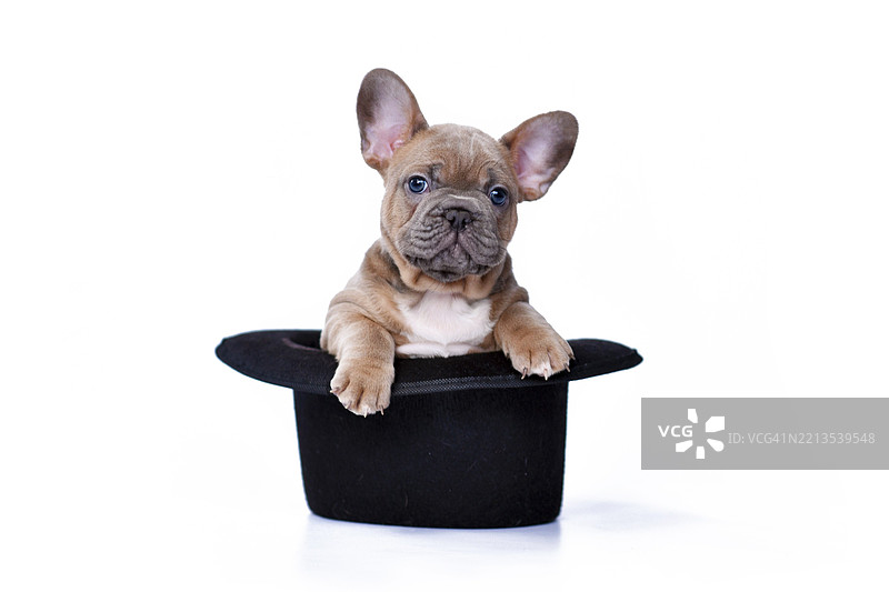 可爱的法国斗牛犬小狗戴着黑色魔术师帽子，背景为白色。图片素材