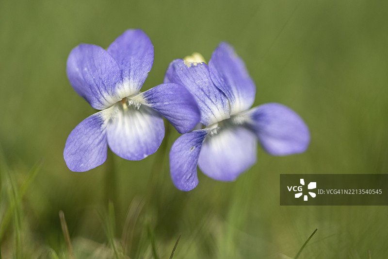 紫罗兰（Viola riviniana），埃姆斯兰，下萨克森州，德国，欧洲图片素材
