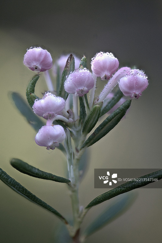 迷迭香灌木（Andromeda polyfolia），德国下萨克森州，埃姆斯兰，欧洲图片素材