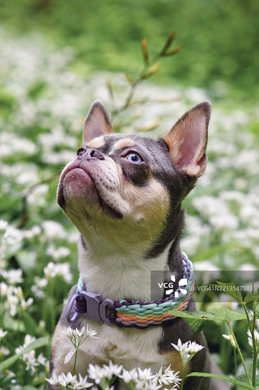 可爱的淡紫色橙色棕色法式斗牛犬，长长的健康鼻子夹在森林中的白色野蒜花之间。图片素材