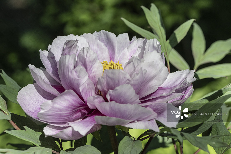 灌木牡丹（Paeonia suffruticosa Kamata-Nishiki），花，埃姆斯兰，下萨克森，德国，欧洲图片素材
