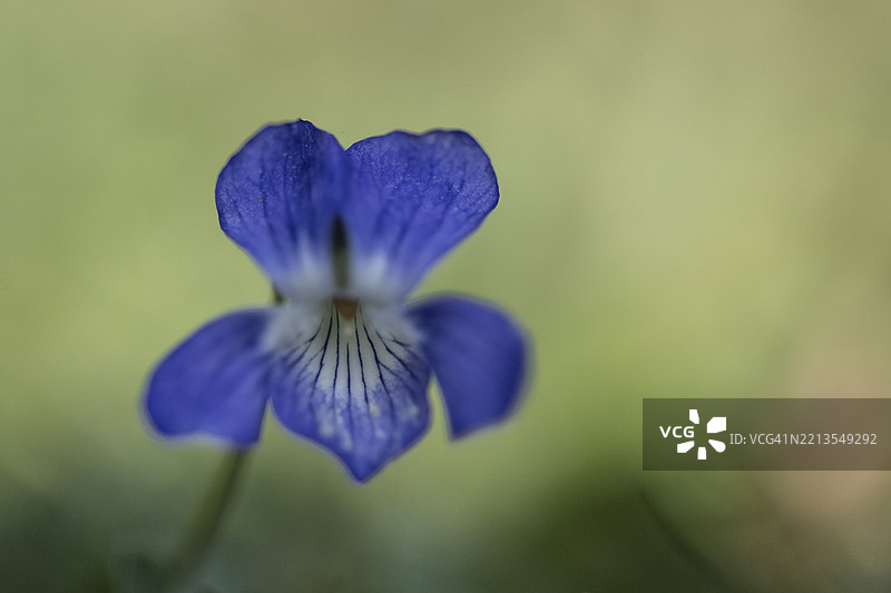 紫罗兰（Viola riviniana），埃姆斯兰，下萨克森州，德国，欧洲图片素材