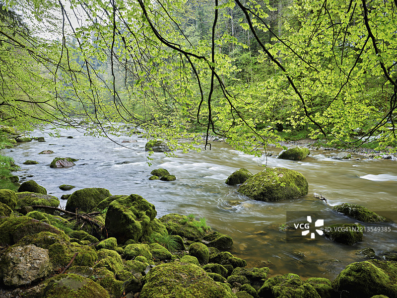 瑞士楚格州门青根的西尔河上覆盖苔藓的石头图片素材