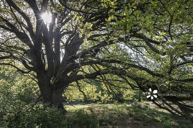 欧洲的英橡（Quercus robur），小屋橡树，埃姆斯兰，下萨克森，德国图片素材