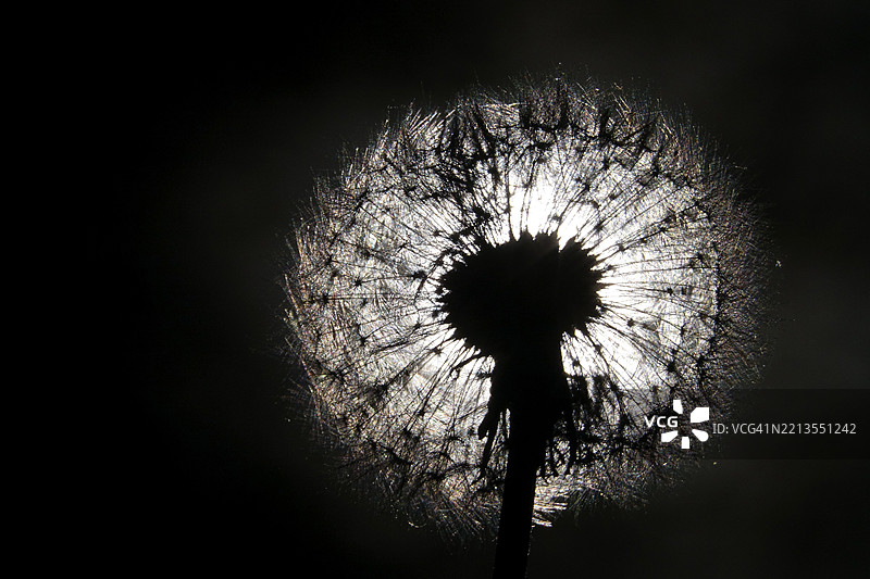 蒲公英，春天，德国，欧洲图片素材