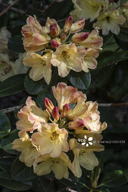 杜鹃花（杜鹃花南希·埃文斯），德国下萨克森州，埃姆斯兰，欧洲图片素材