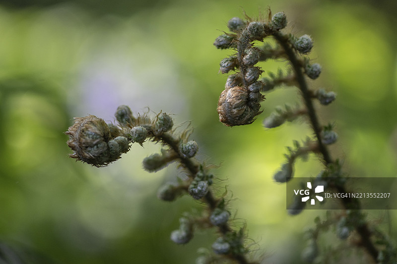 软盾蕨（Polystichum setiferum），叶片嫩芽，埃姆斯兰，下萨克森，德国，欧洲图片素材