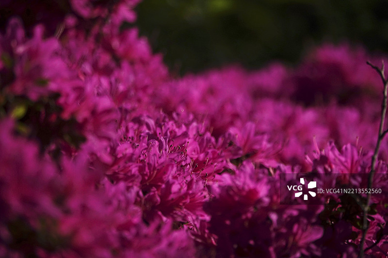 壮观的杜鹃花盛开，春天，德国，欧洲图片素材