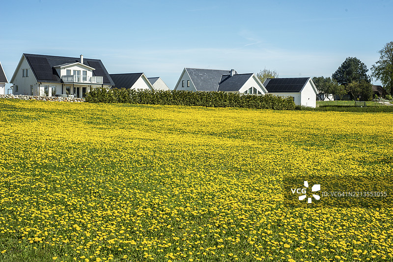 在瑞典斯科纳县耶斯塔德市前方的蒲公英（Taraxacum officinale）田野图片素材