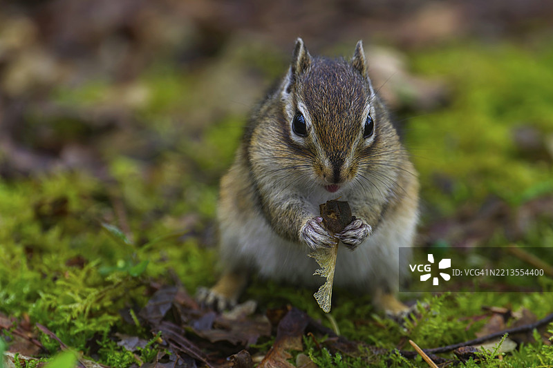 荷兰北布拉班特省蒂尔堡森林中的西伯利亚花栗鼠（Eutamias sibiricus）图片素材