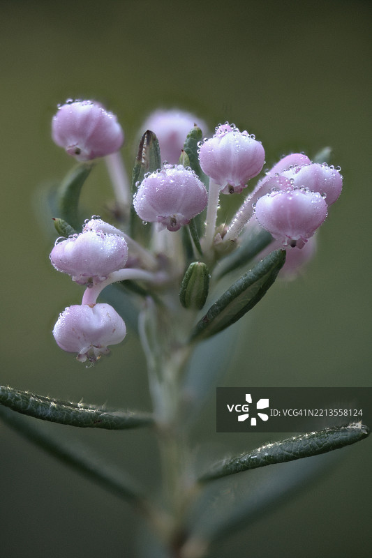迷迭香灌木（Andromeda polyfolia），德国下萨克森州，埃姆斯兰，欧洲图片素材