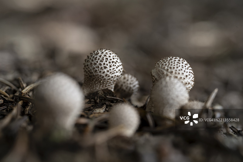 森林地面上的土豆或硬牛肝菌（Scleroderma），特写，奥地利，蒂罗尔，欧洲图片素材