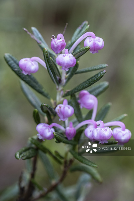 迷迭香灌木（Andromeda polyfolia），德国下萨克森州，埃姆斯兰，欧洲图片素材