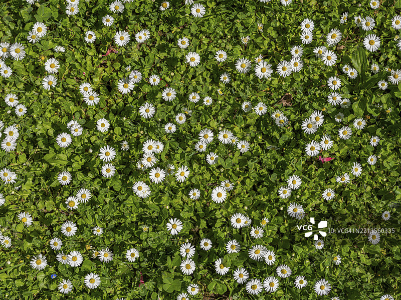 开满雏菊的草地，雏菊（Bellis perennis），德国下萨克森州奥芬巴赫，欧洲图片素材