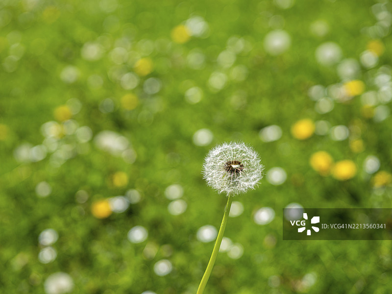蒲公英（Taraxacum），在草地上的蒲公英，德国黑森州奥芬巴赫图片素材