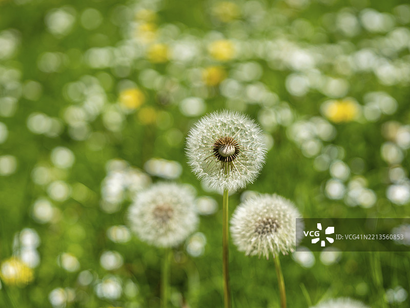 蒲公英（Taraxacum），在草地上的蒲公英，德国黑森州奥芬巴赫图片素材