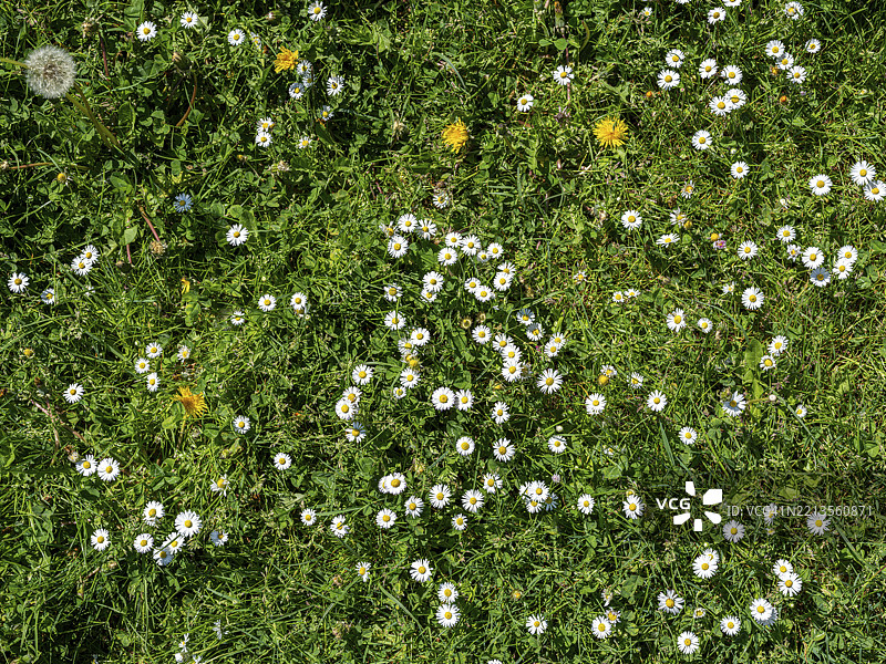 开满雏菊的草地，雏菊（Bellis perennis），德国下萨克森州奥芬巴赫，欧洲图片素材