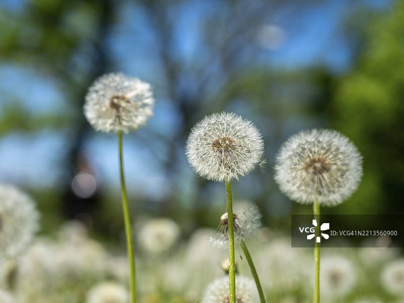 蒲公英（Taraxacum），在草地上的蒲公英，德国黑森州奥芬巴赫图片素材