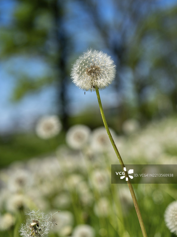 蒲公英（Taraxacum），在草地上的蒲公英，德国黑森州奥芬巴赫图片素材