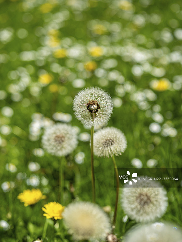 蒲公英（Taraxacum），在草地上的蒲公英，德国黑森州奥芬巴赫市，欧洲图片素材