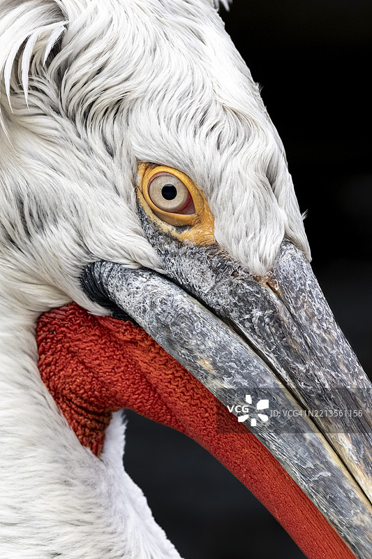达尔马提亚鹈鹕（Pelecanus crispus），肖像，黑色背景，圈养，维也纳美泉宫动物园，奥地利，欧洲图片素材
