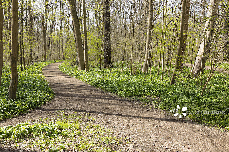 野蒜（Allium ursinum）在德国萨克森州莱比锡的Burgaue湿地森林小径上图片素材