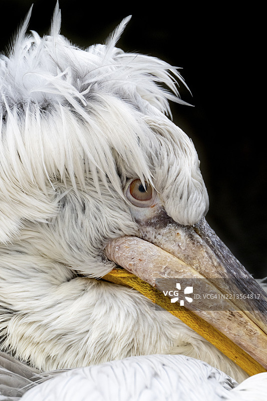 达尔马提亚鹈鹕（Pelecanus crispus），肖像，黑色背景，圈养，维也纳美泉宫动物园，奥地利，欧洲图片素材