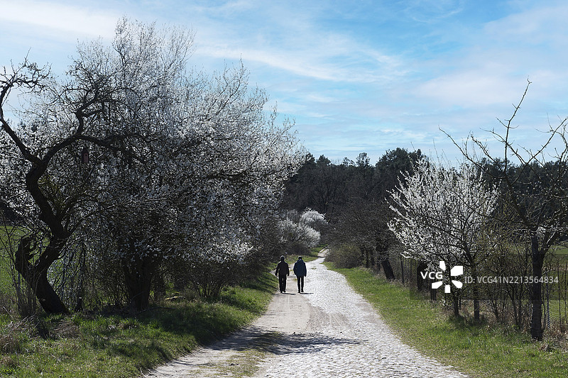 铺满鹅卵石的道路，盛开的黑刺李树（Prunus spinosa），位于德国布兰登堡的肖尔夫海德-乔林生物圈保护区，欧洲图片素材