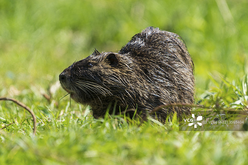 一只湿毛的海狸鼠侧卧在自然环境中的草地上，海狸鼠（Myocastor coypus），野生动物，德国，欧洲图片素材
