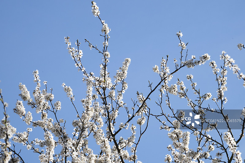 盛开的黑刺李灌木（Prunus spinosa），位于德国布兰登堡的斯科尔夫海德-乔林生物圈保护区，欧洲图片素材