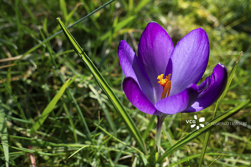 精灵番红花（Crocus tommasinianus）植物，植物种类，本土花园，东弗里斯兰，德国，欧洲图片素材