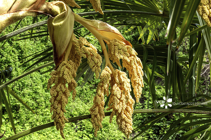 楚桑棕榈（Trachycarpus fortunei），开花，花序，巴登-符腾堡，德国，欧洲图片素材