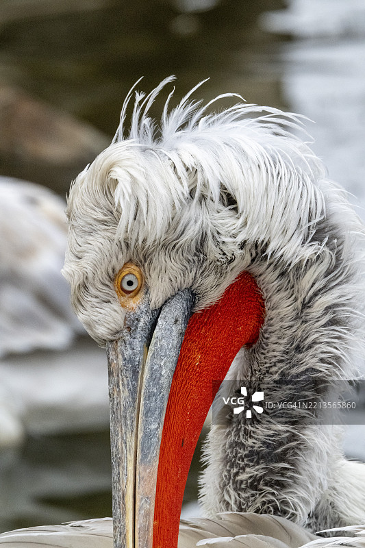 达尔马提亚鹈鹕（Pelecanus crispus），肖像，圈养，维也纳美泉宫动物园，奥地利，欧洲图片素材