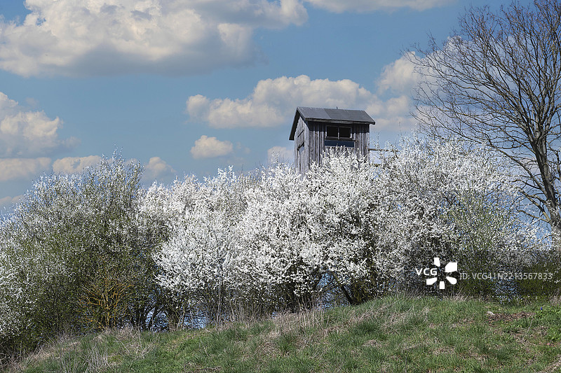 盛开的黑刺李灌木（Prunus spinosa）与田边的猎人瞭望台，位于德国布兰登堡的肖尔费德-乔林生物圈保护区，欧洲图片素材