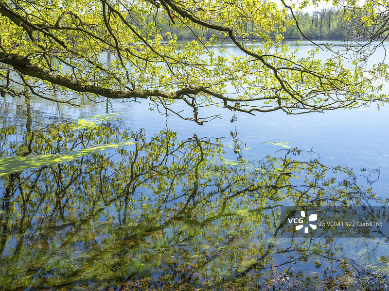 橡树（Quercus）的树枝在池塘边的水面上倒影，位于德国下萨克森州布伦瑞克-里达豪森的Riddagshäuser Teiche自然保护区。图片素材