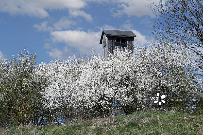 盛开的黑刺李灌木（Prunus spinosa）与田边的猎人瞭望台，位于德国布兰登堡的肖尔费德-乔林生物圈保护区，欧洲图片素材
