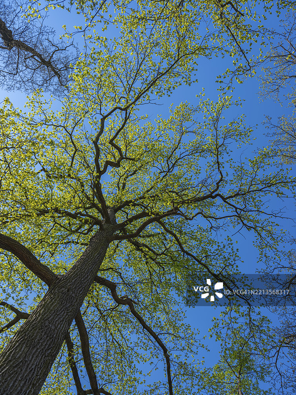 德国下萨克森州布伦瑞克-里达豪森的Riddagshäuser Teiche自然保护区中，蓝天映衬下的树梢图片素材