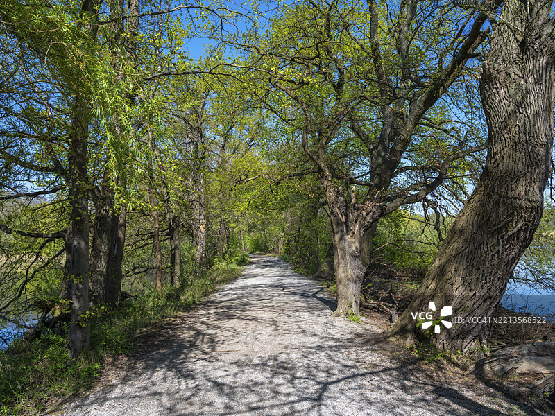 蓝天下，布伦瑞克-里达豪森，德国下萨克森州，里达豪森自然保护区的扭曲树木大道图片素材