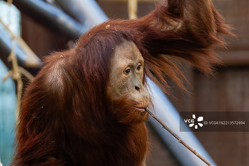 在自然栖息地中啃咬树枝的猩猩图片素材