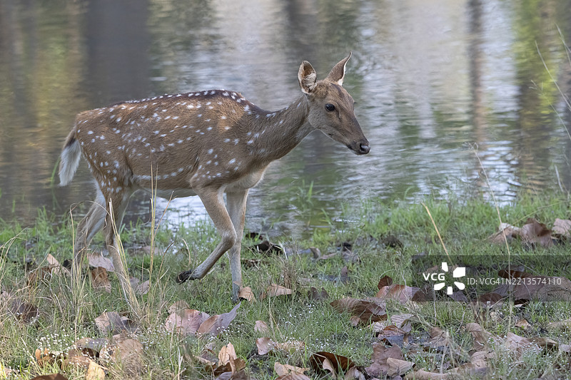 轴鹿，斑鹿（Axis axis），班达夫加国家公园，老虎保护区，中央邦，温迪亚山脉，印度，亚洲图片素材