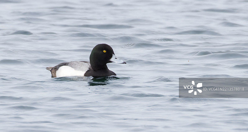海中游泳的企鹅特写图片素材