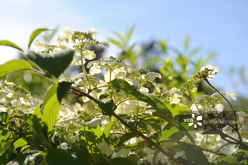皱叶荚蒾图片素材