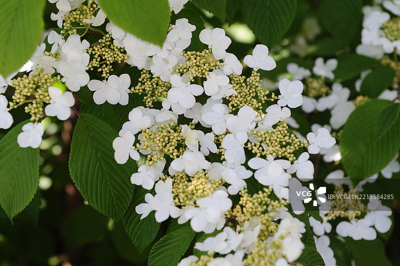 皱叶荚蒾图片素材