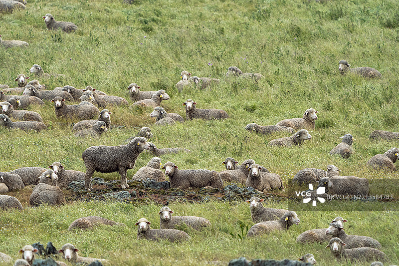 美利奴羊群在郁郁葱葱的草地上休息。图片素材