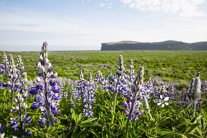 冰岛绿野中的紫花苜蓿。图片素材